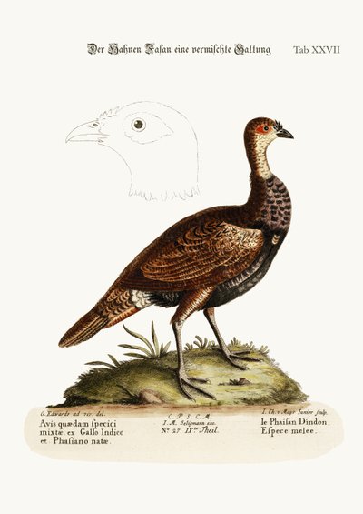 El pavo-faisán, una especie mixta, 1749-73 de George Edwards